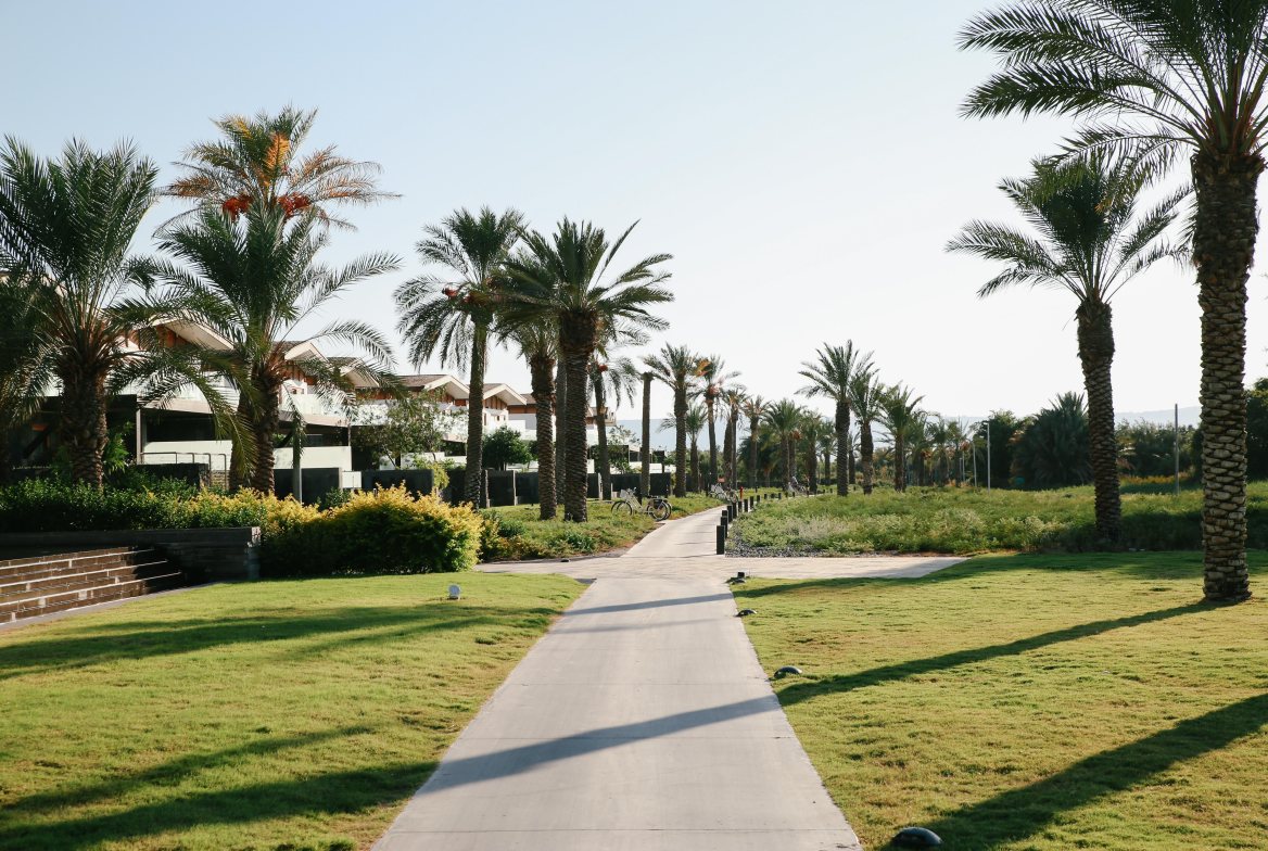A swept concrete walk between lawns and tall palms