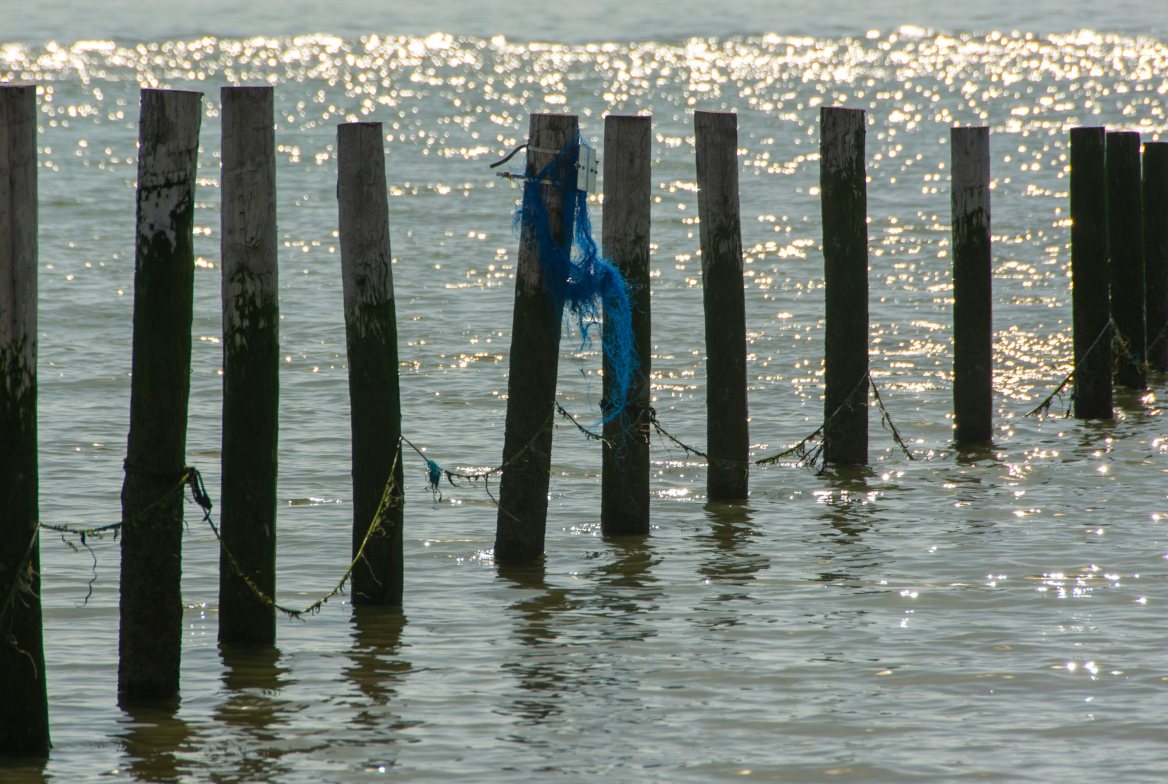 Weathered wooden pilings standing in sunlit water