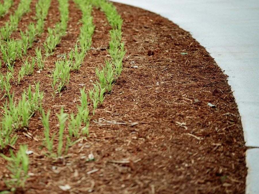 A freshly mulched planting bed with rows of young plants curving along a concrete walk