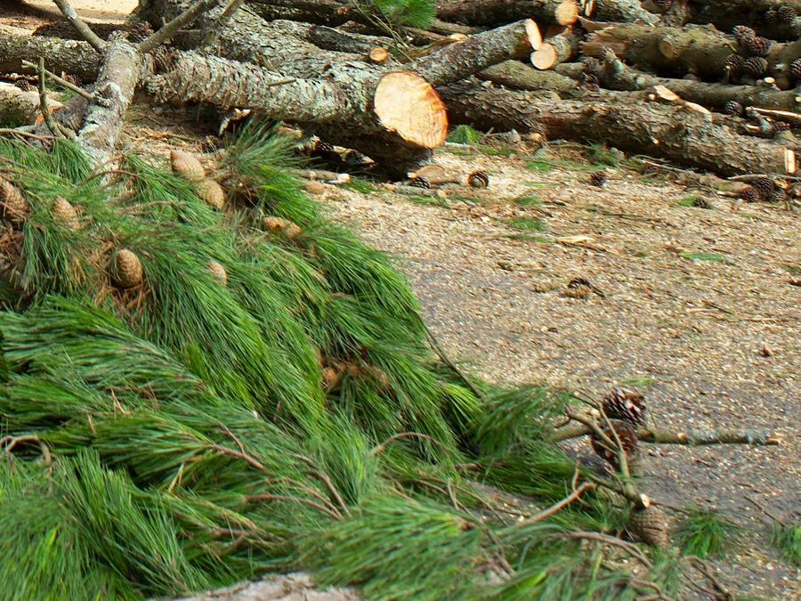 A storm-felled pine cut into sections, with branches and needles piled for haul-off.