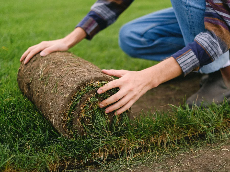 Fresh sod part-laid with seams visible and bare sand at the edge