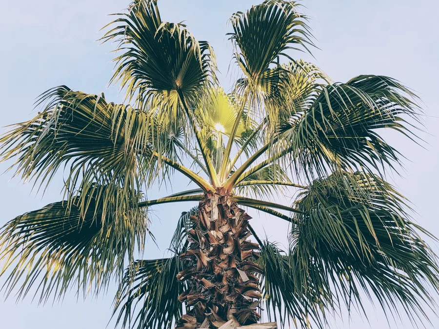 A sabal palm after a clean trim, dead fronds removed