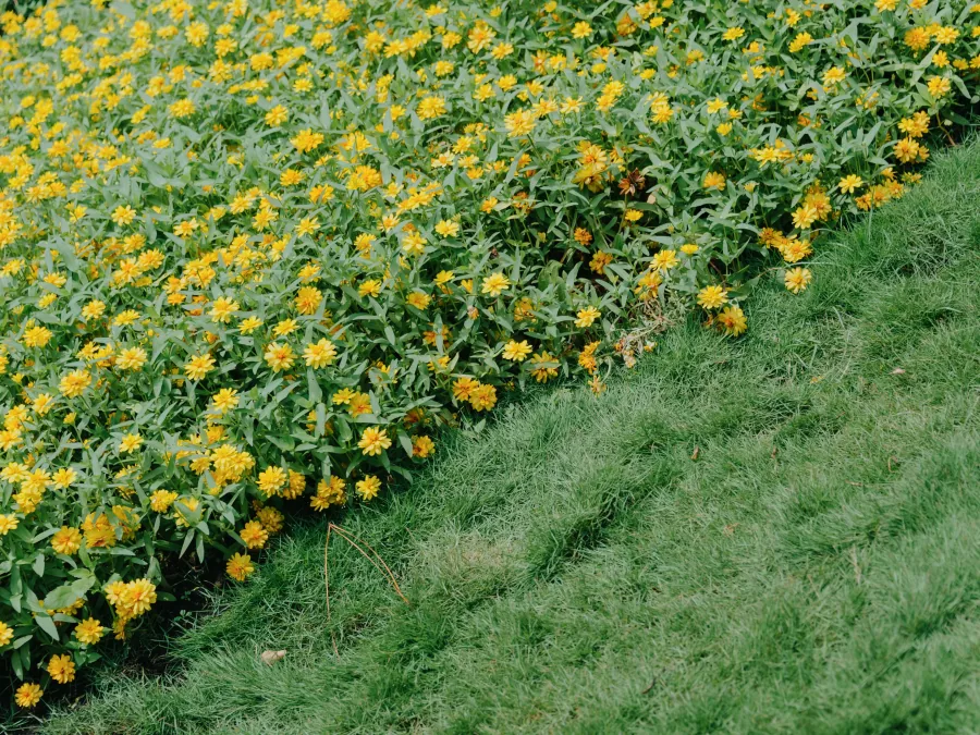 A fresh edge where the bed meets the lawn
