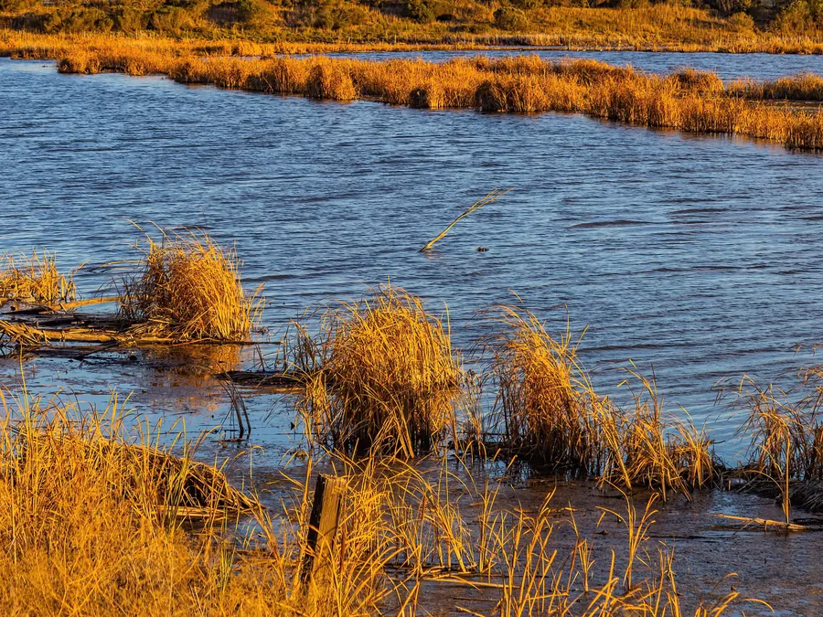 Golden marsh grass along calm water in late-day light
