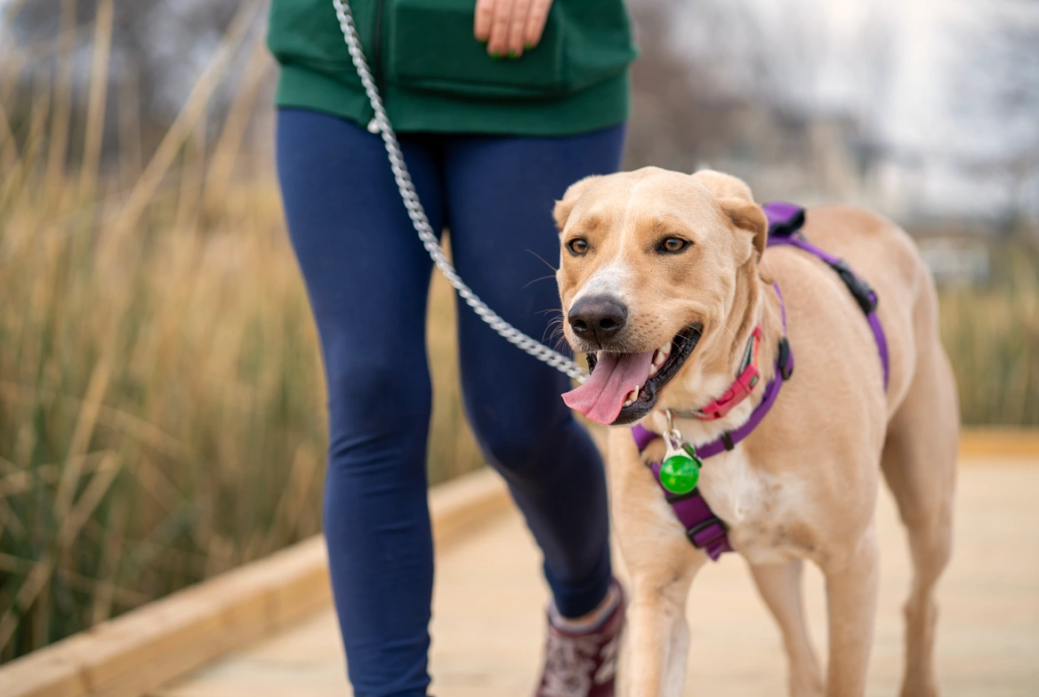 A tan dog on a leash on a boardwalk through tall marsh grass, the walker beside it