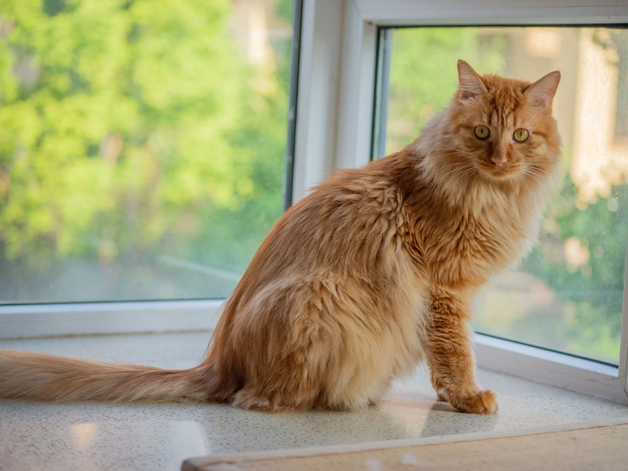 A ginger long-haired cat sitting on a white windowsill