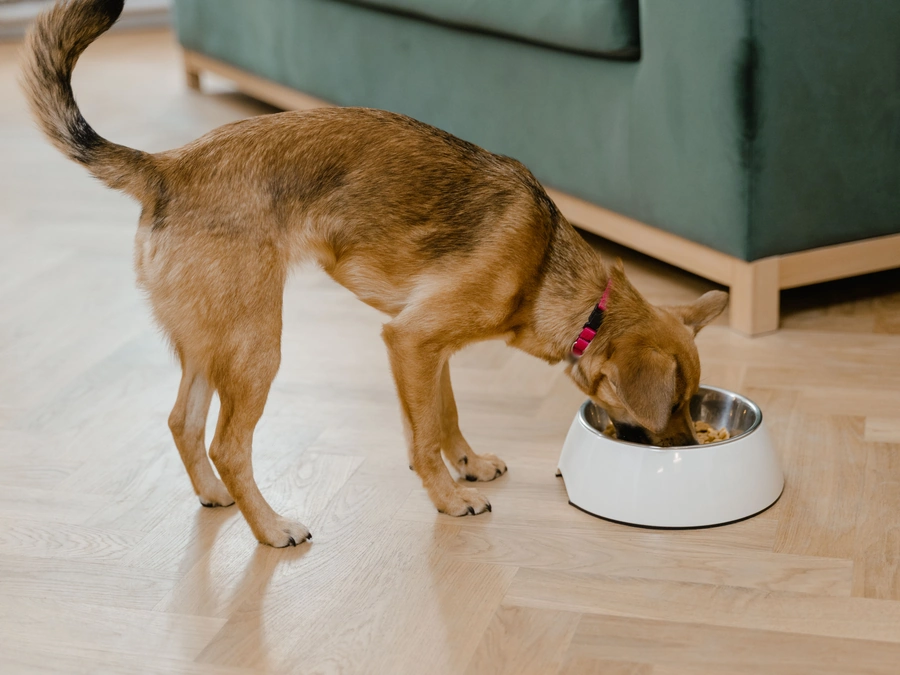 A brown dog eating from a steel bowl on a wood floor at home