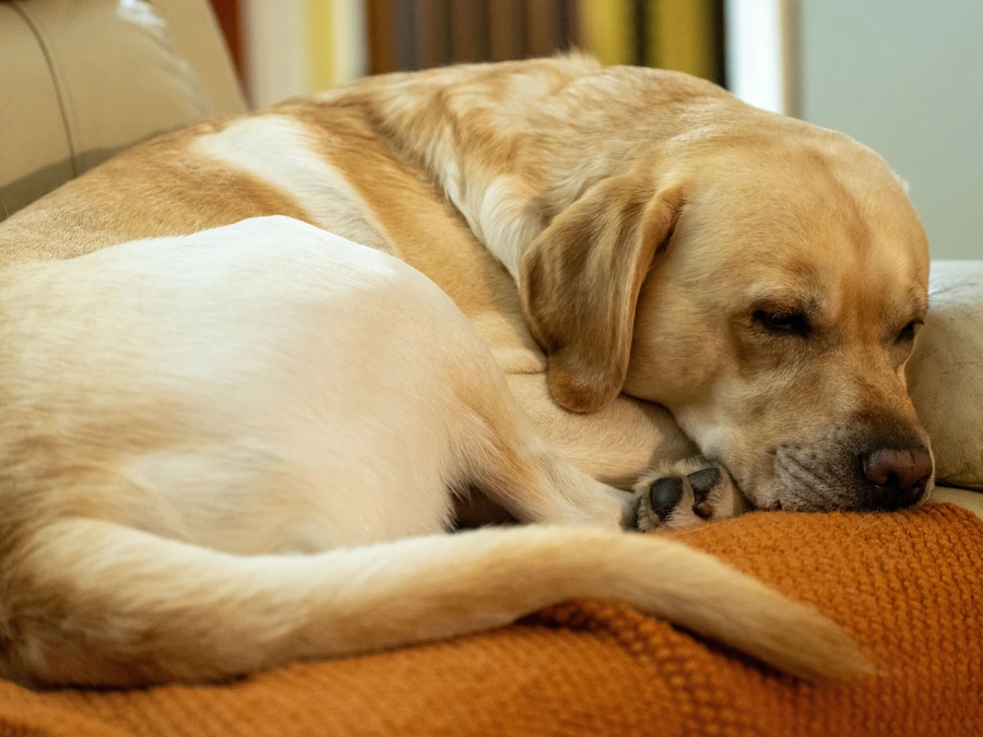 A yellow Lab asleep on an orange throw on a sofa in warm window light