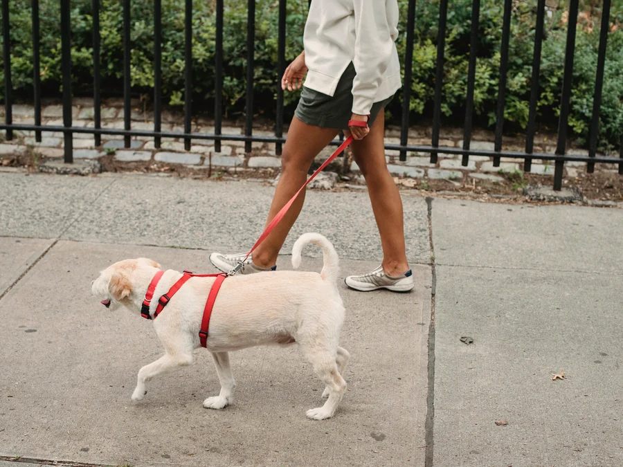 A cream dog in a red harness trotting along a sidewalk on a walk