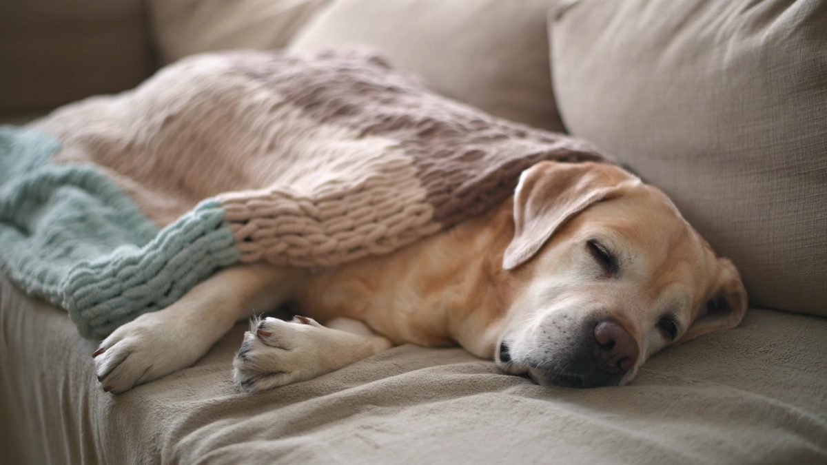 Example photo: a yellow Labrador asleep on a couch under a knit blanket.