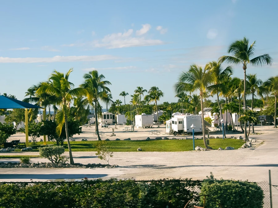 RV park with motorhomes parked among palm trees